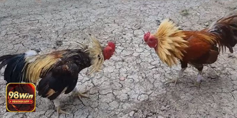 Đá Gà 98win59 - Gà cựa dao Đá Gà 98win59 - Gà cựa dao